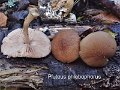 Pluteus phlebophorus-amf1506-1
